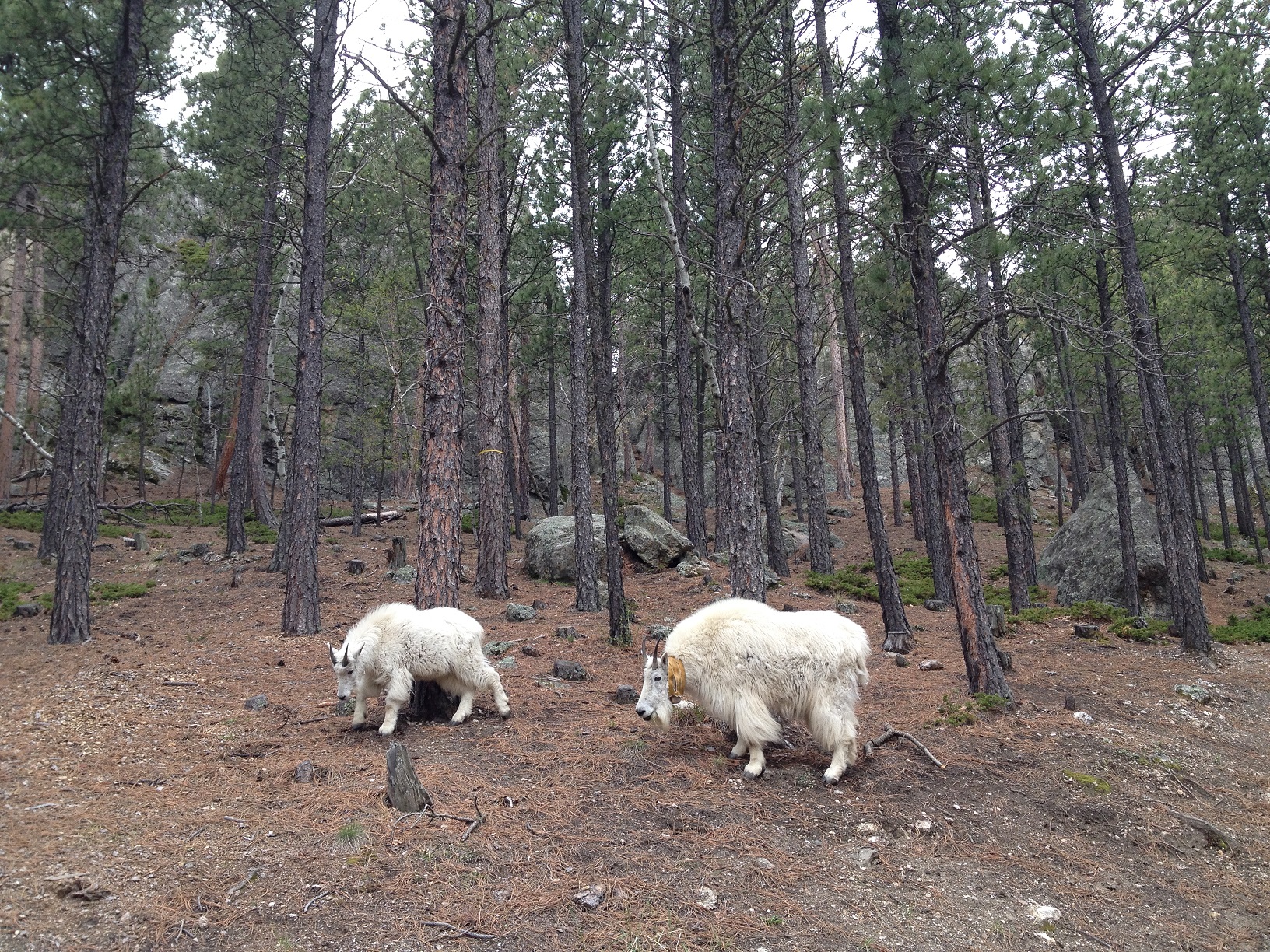 3000 - South Dakota - Mount Rushmore - small.jpg