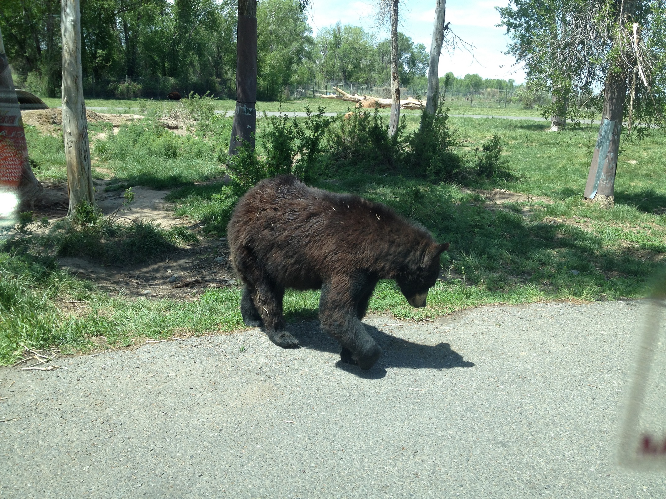 4012 - Idaho - Bear World - small.jpg