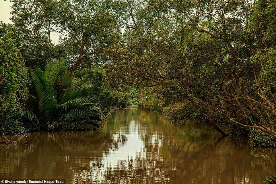 18291096-7383387-the_sundarbans_unesco_world_heritage_site_is_where_you_ll_find_t-a-174_1568192699739.jpg