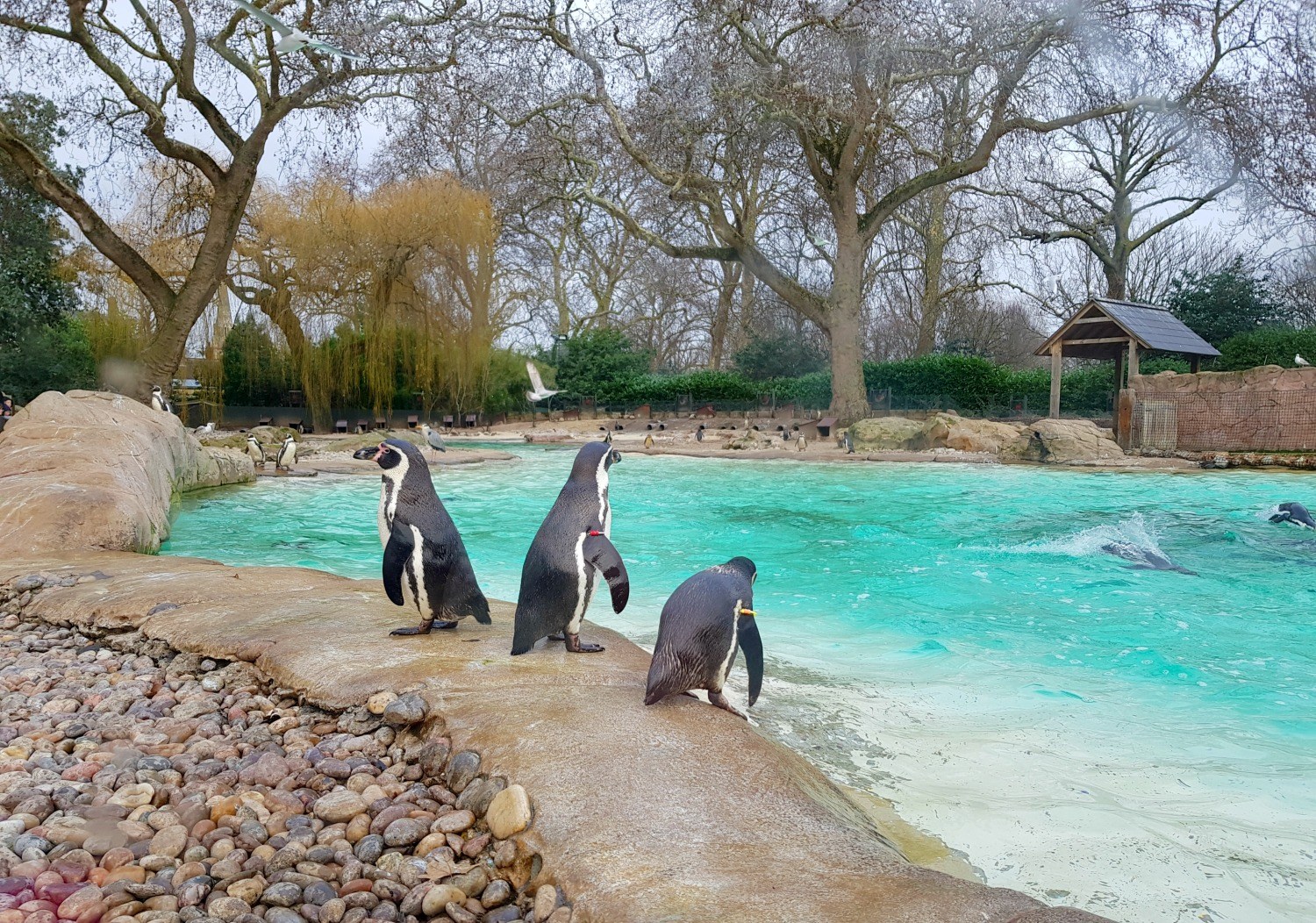 london-zoo-penguin-feeding-dive.jpg