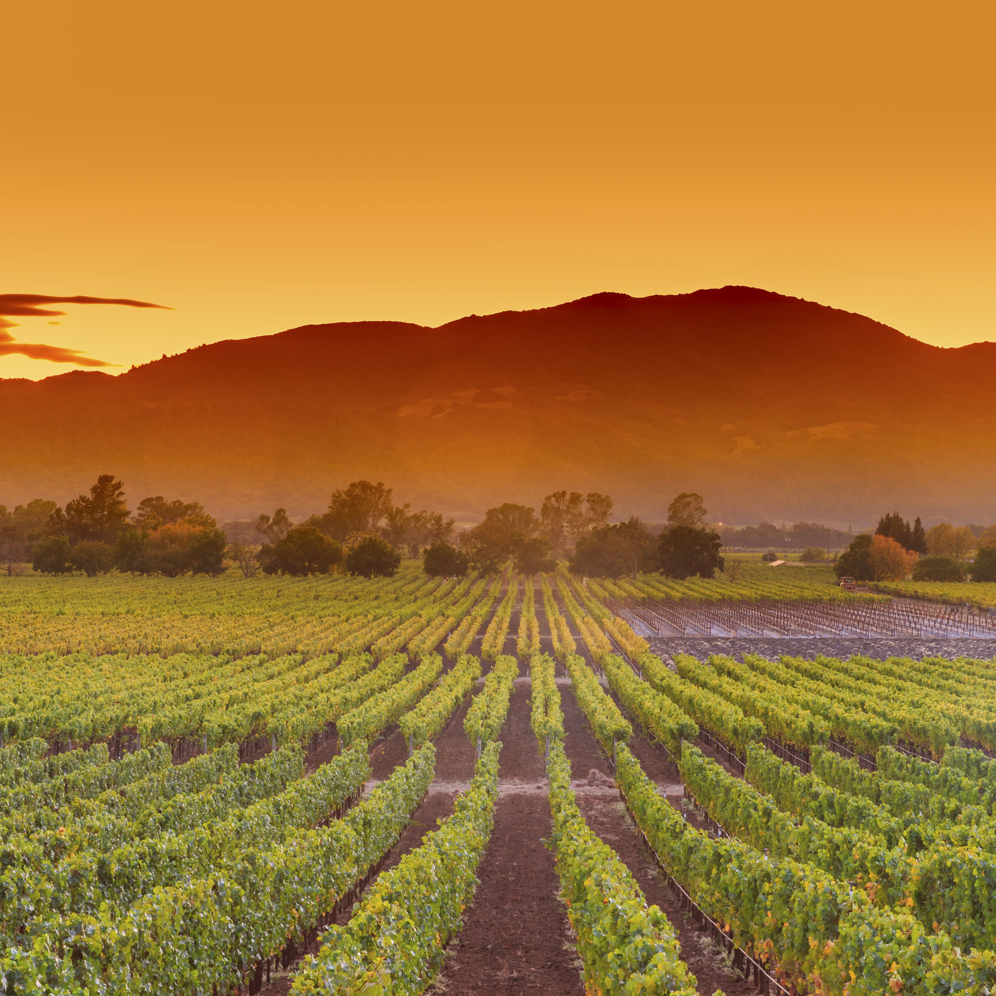 napa-valley-california-wine-country-vineyard-field-harvest-for-winery-494416494-28b52eb2c8ca415a93be31caa5bba097.jpg