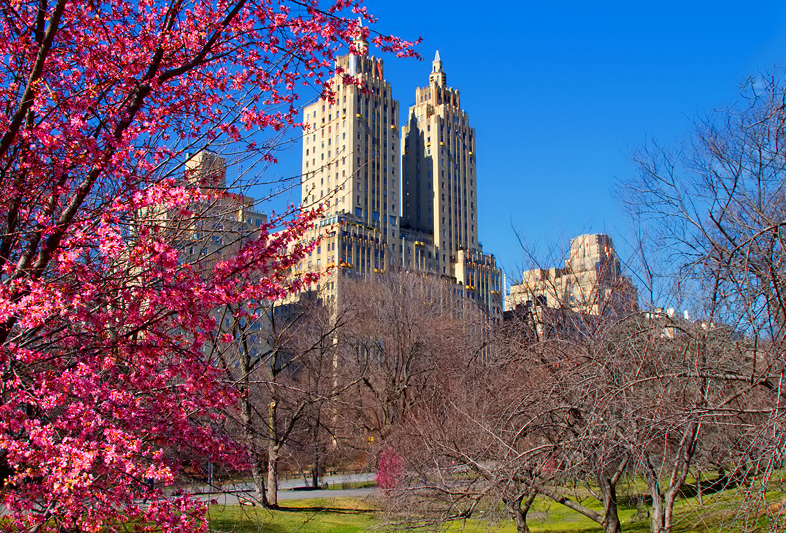 tp-cp-blossoms-3-11-12.jpg