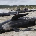 Döbbenetes látvány: 21 bálna pusztult el a tasmán partoknál