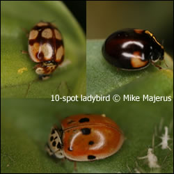 Tízpettyes katica változatai (forrás: www.harlequin-survey.org)<br />további képek a fajról itt: http://www.naturespot.org.uk/species/10-spot-ladybird