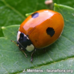 Kétpettyes katicabogár (forrás: www.ladybird-survey.org)