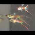 Endler guppy/hybrid
