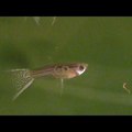 Guppy.