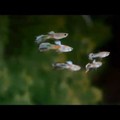 Endler-hybrid