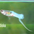 Japán blue hím alul kardos farokkal.