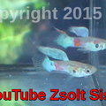 zsolt siska YouTube