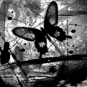 black_and_white_butterfly.jpg