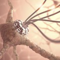 Neocortex bővítés
