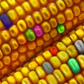 A GMO-t tiltani nem kell félnetek jó lesz