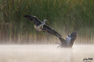 A LEGNAGYOBB GÉM A TISZA-TAVON