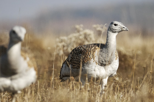 TISZA-TAVI TITKOS TIPPÜNK: NEM TÚLZOK-TÚZOK/REZERVÁTUM