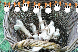 AZ 5 LEGRÉMISZTŐBB LÁTNIVALÓ A TISZA-TÓNÁL