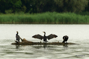 300 KÁRÓKATONA KILÖVÉSÉRE KAPTAK ENGEDÉLYT A TISZA-TAVON