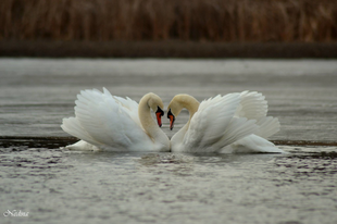 TISZA-TAVI ÁLOMPÁROK