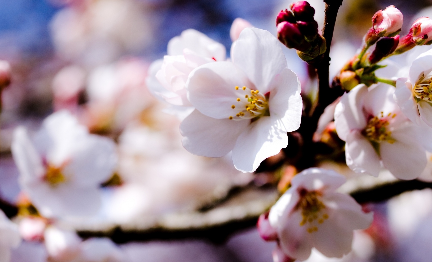 white_spring_flowers_on_a_tree_branch-wallpaper-1920x1080-masolata.jpg