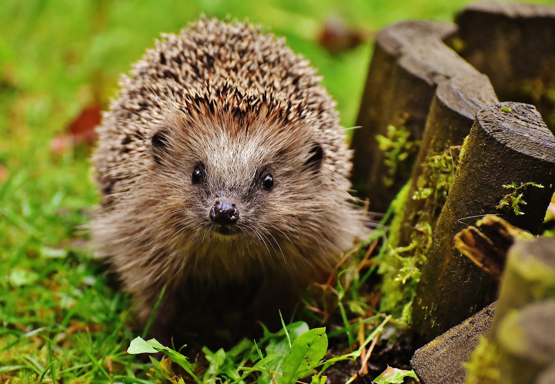 hedgehog-child-1759027_1920.jpg