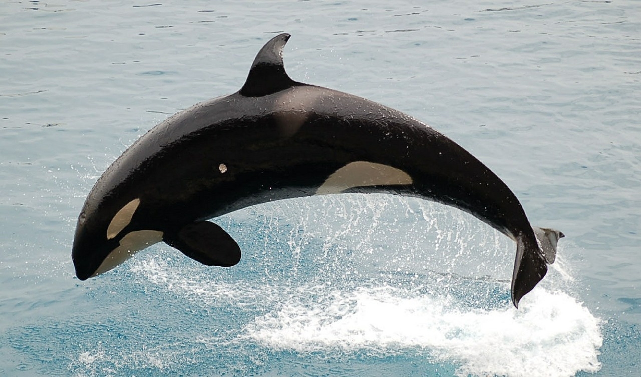 orca-590541_1280.jpg