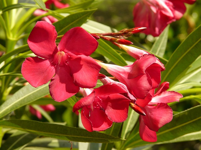 oleander-9189_640.jpg