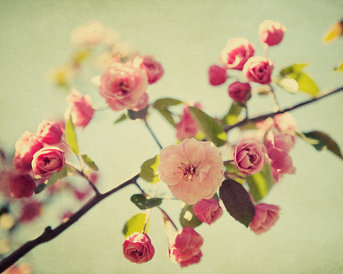 blossom-flower-flowers-pink-spring-vintage-Favim.com-97492.jpg