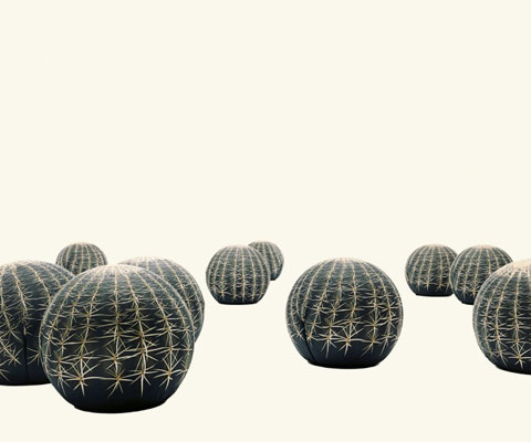 cactus05.jpg