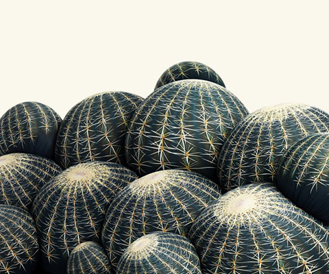 cactus06.jpg