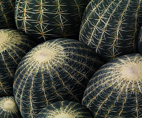 cactus07.jpg