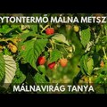 Folytontermő málna metszése