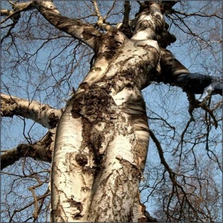 birch-wood-tree.jpg