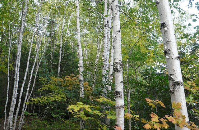 white-birch-forest_1.jpg