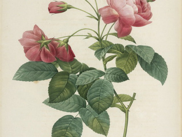 rózsa - Rosa