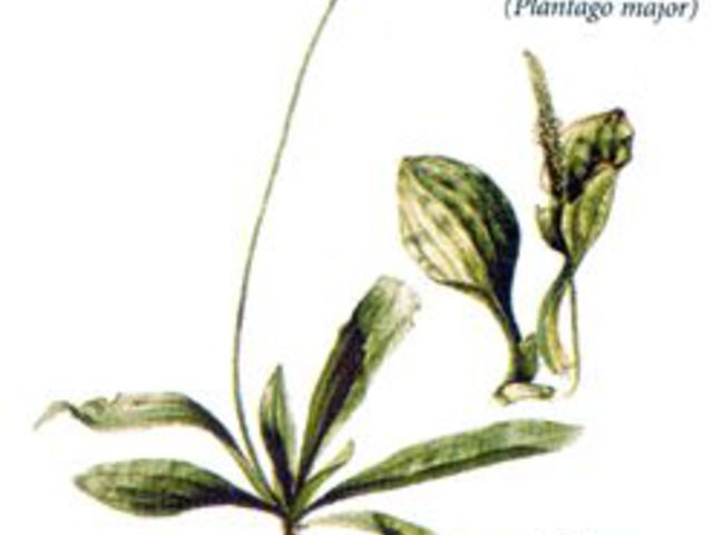 lándzsás (keskeny) vagy széles levelű útifű - Plantago lanceolata/major