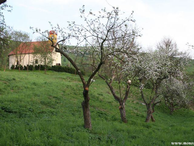 virágba borult több száz éves almafák