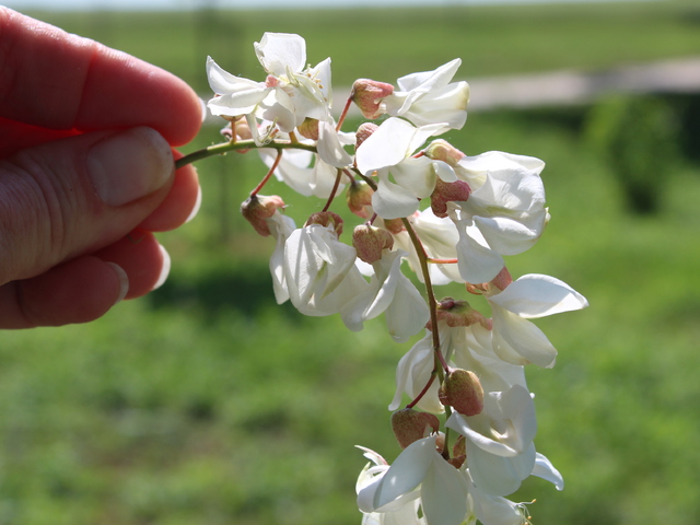 Fehér akác virág