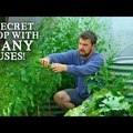 The Secret Crop in YOUR Garden (& How to Use It)