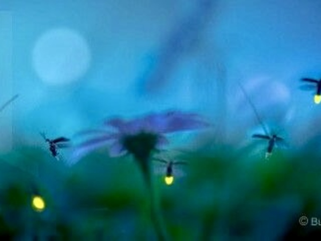 TŰZREPTŰ - Firefly - Lampyridae