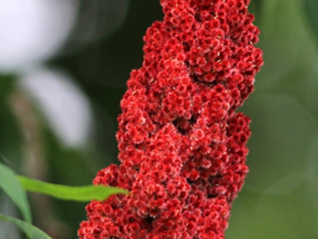 Sumac - Ecetfa (Rhus typhina) és mások