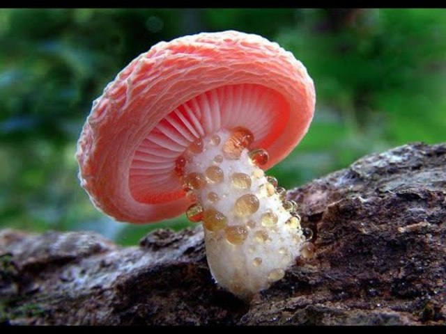 Φανταστικοί Μύκητες - Fantastic Fungi