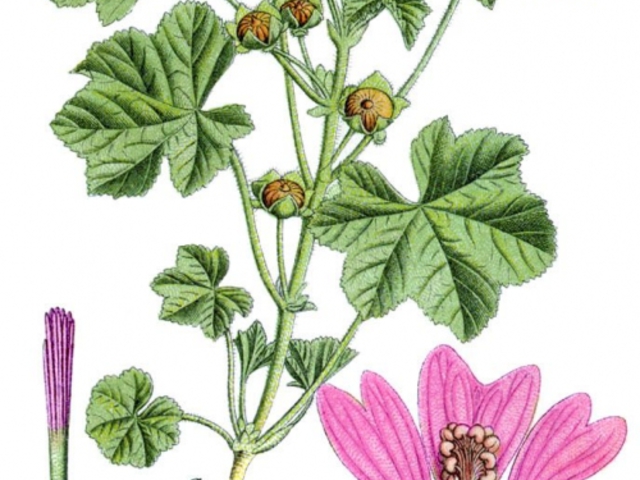 erdei mályva - Malva sylvestris