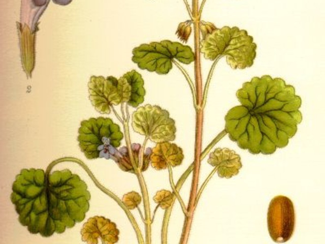 Kerek repkény - Glechoma hederacea