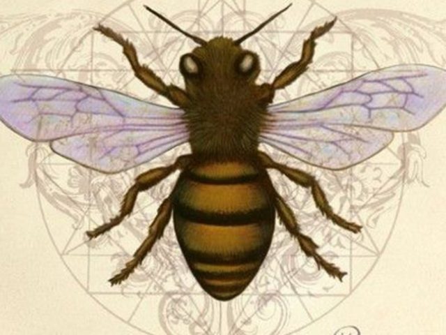 A légy-tudatú és a méhecske-tudatú ember - Egedi-Kovács Melinda