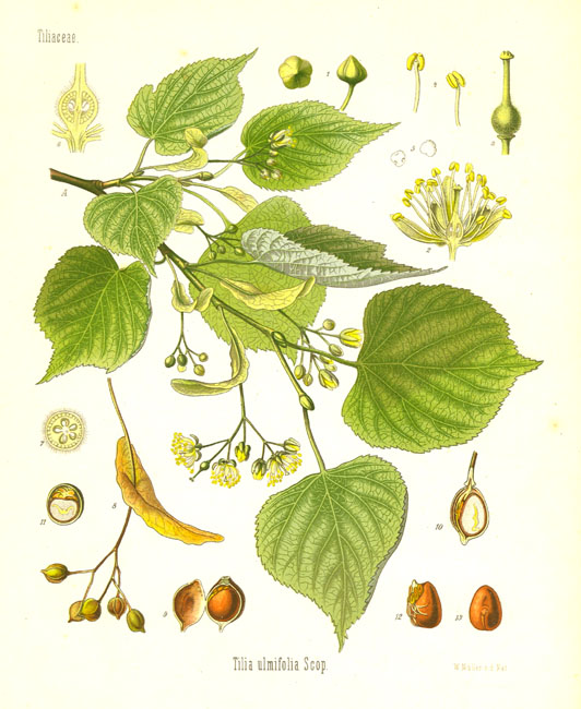 tiliaceae_tilia_cordata.jpg