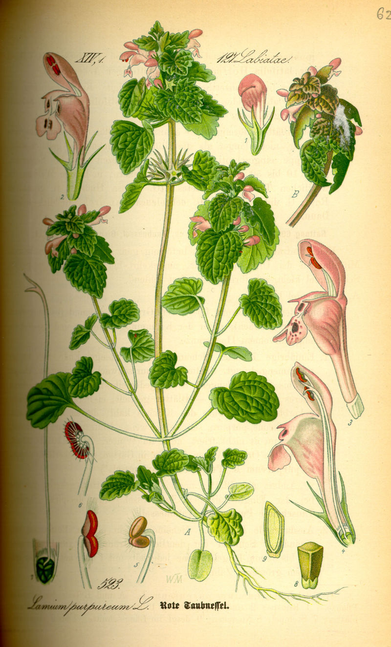 800px-illustration_lamium_purpureum0.jpg