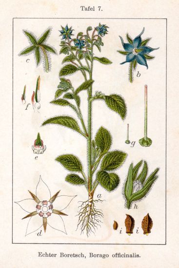 borago-officinalis-0123.jpg