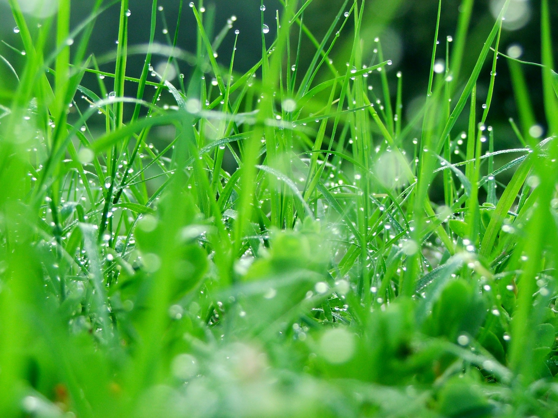 dew-drops-on-grass-wallpaper-5.jpg