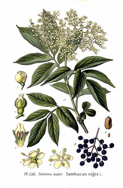 elder_sambucus_nigra_l.jpg