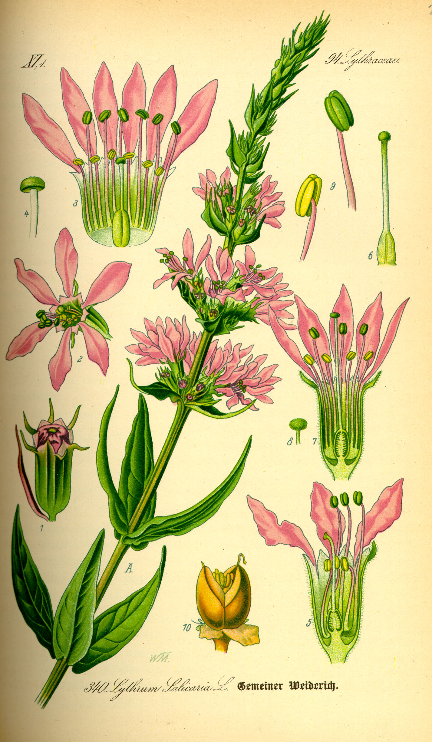 illustration_lythrum_salicaria0.jpg